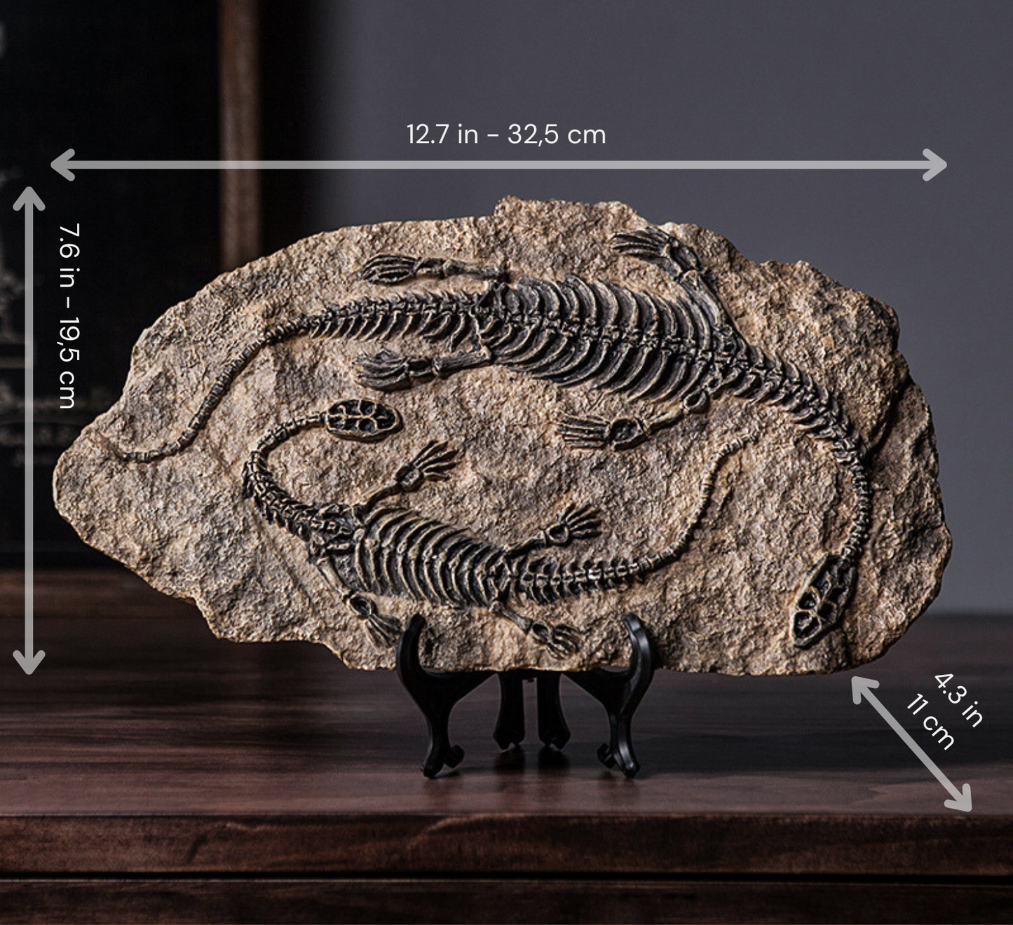 Buy Dinosaur Decorations Fossil Online
