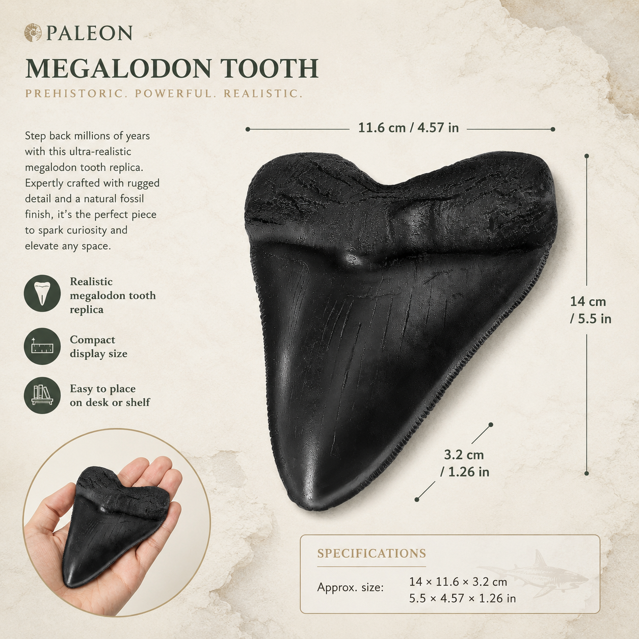 Megalodon tooth replica size guide with black shark tooth dimensions and hand scale reference